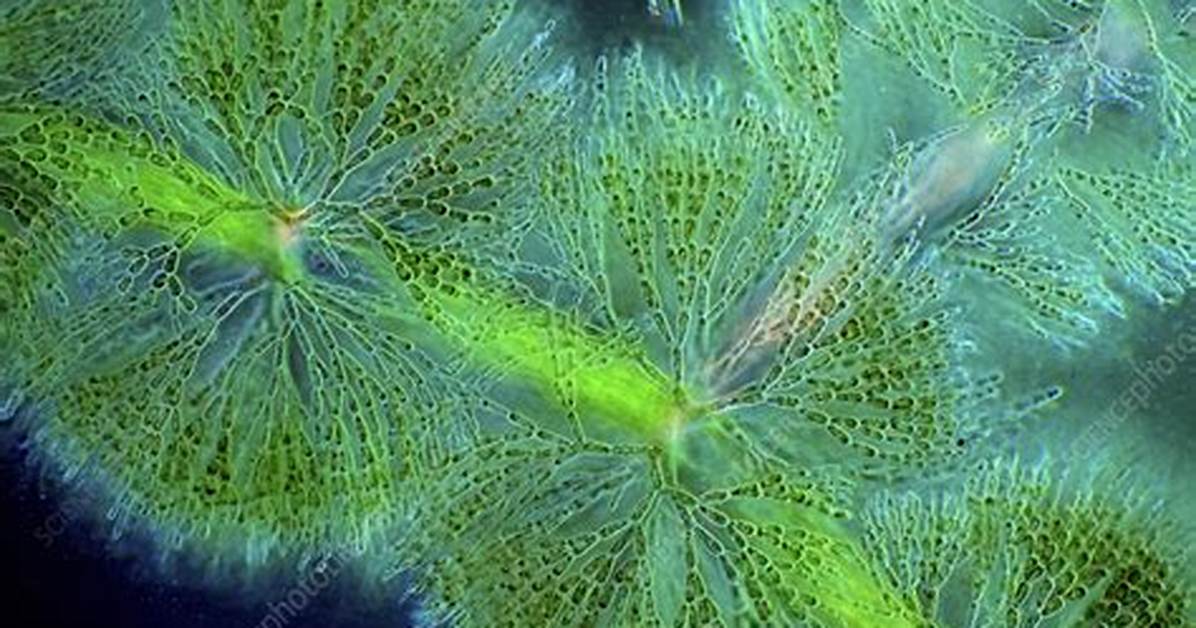 Which Colour Algae Is Batrachospermum?
