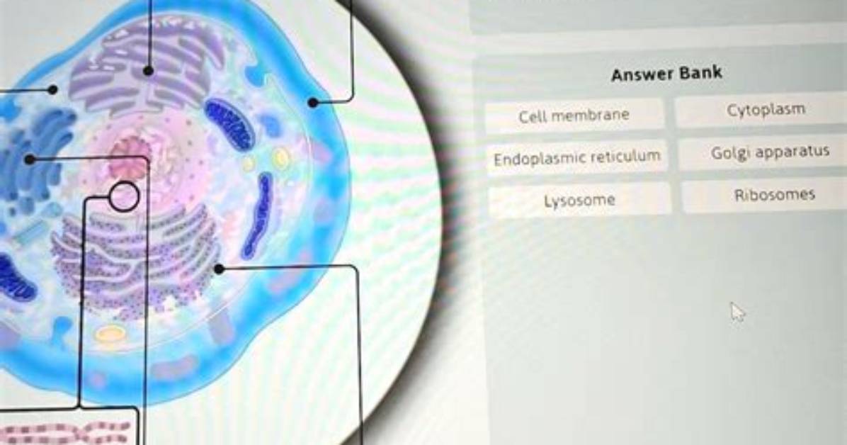 Which Component Helps Cells Identify Each Other