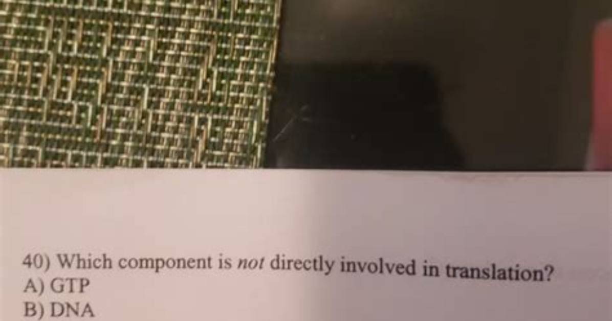 Which Component Is Not Directly Involved in Translation?