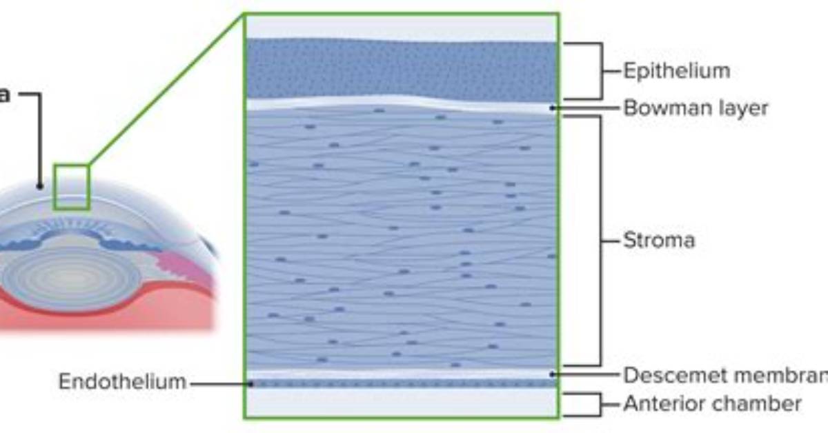Which Corneal Layers Do Not Regenerate?