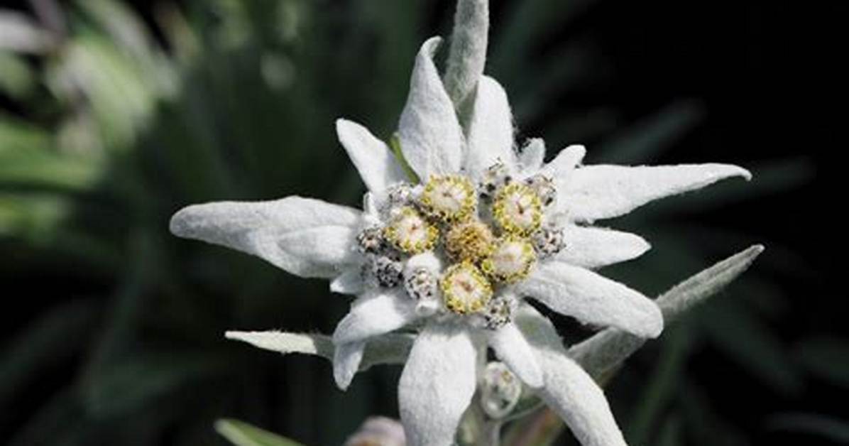 Which Country Does Edelweiss Bloom?