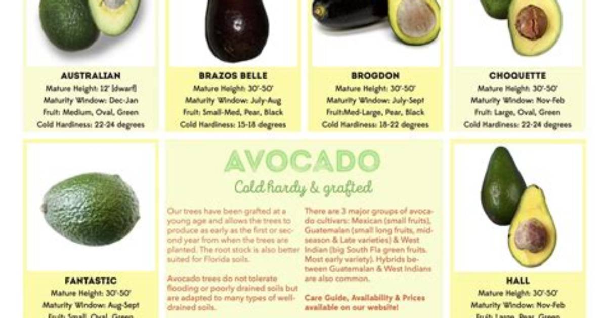 Which Country Has the Best Avocado?
