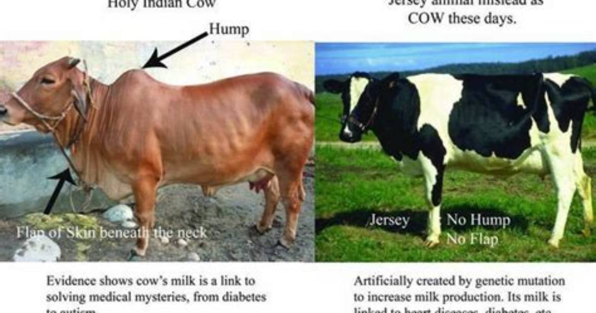 Which Cows Have Humps?