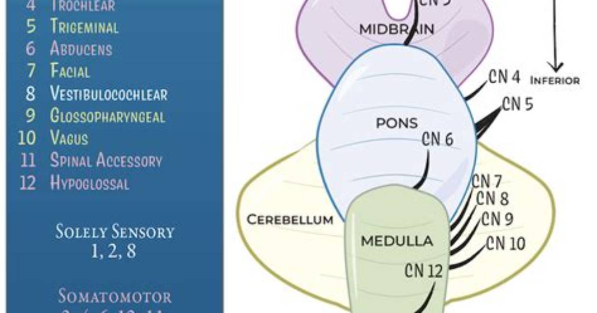 Which Cranial Nerve Decussate Within the Brain?