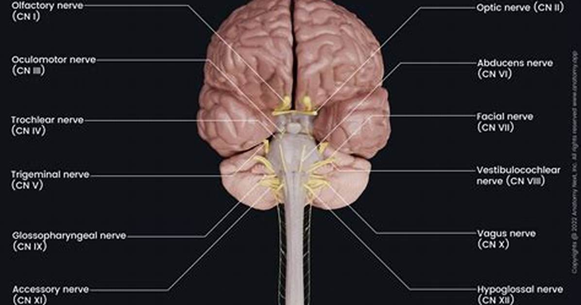 Which Cranial Nerve Is Highlighted?