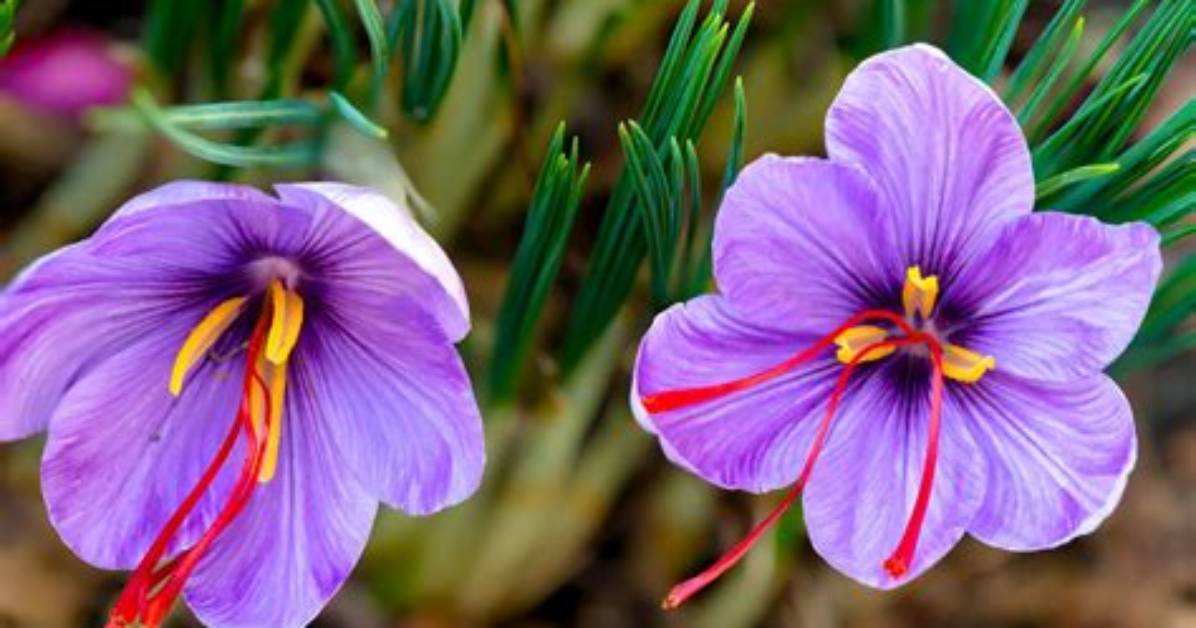 Which Crocus Is Used for Saffron?