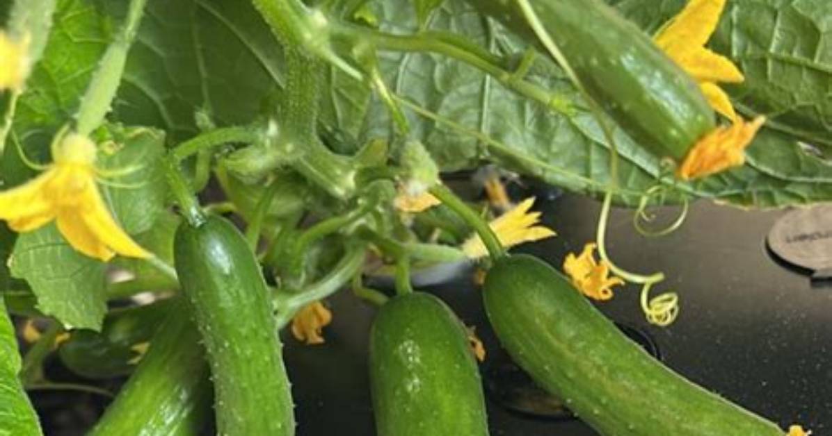 Which Cucumbers Are Parthenocarpic?