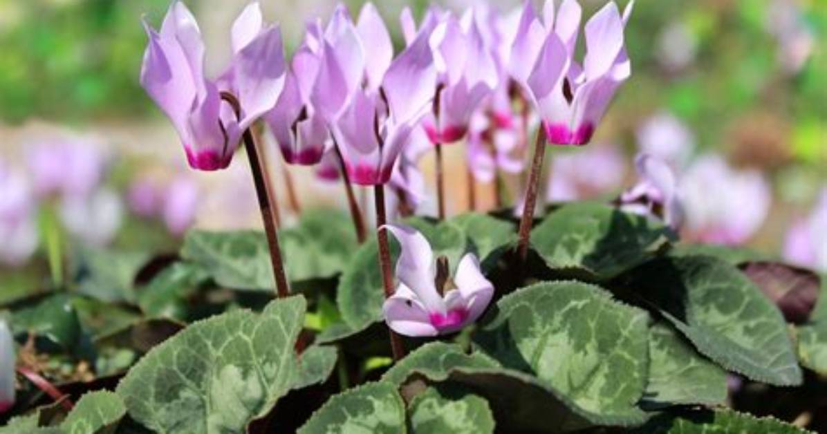 Which Cyclamen Are Hardy?