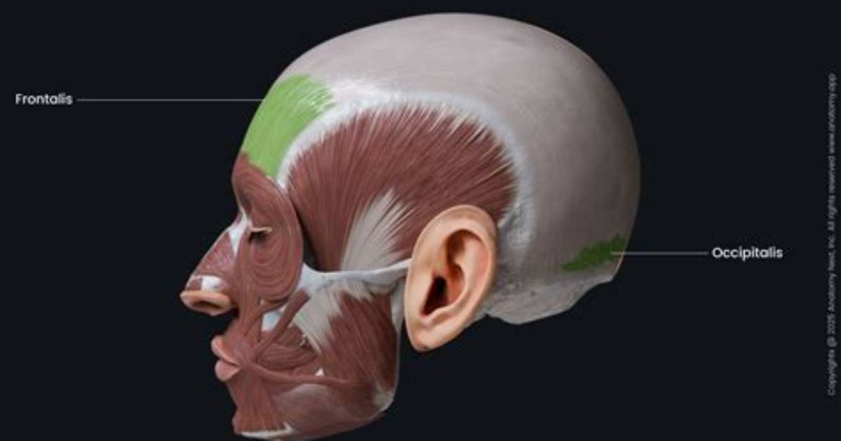 Which Describes the Occipitofrontalis?
