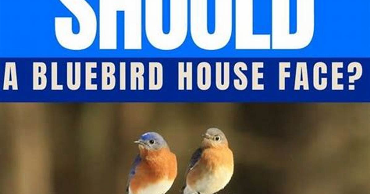 Which Direction Do You Face a Bluebird House?