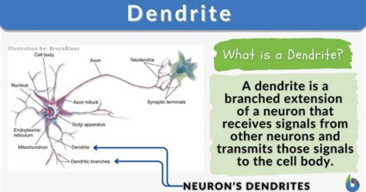 Which Do Dendrites Do?