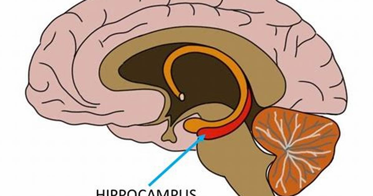 Which Does the Hippocampus Do?
