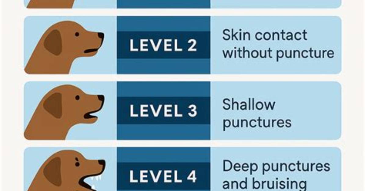 Which Dog Will Not Bite?