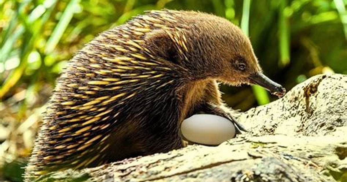Which Echidna Lay Eggs?