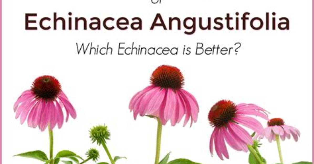 Which Echinacea Is Best?