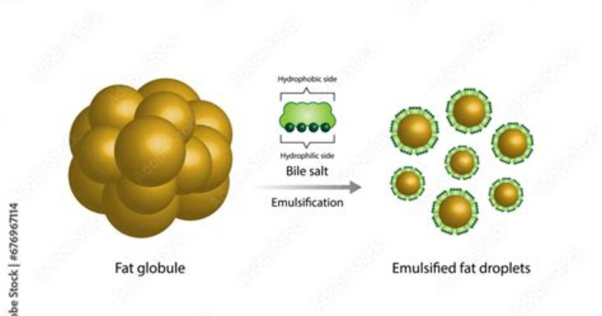 Which Emulsifies Fat Globules Is Produced by the?