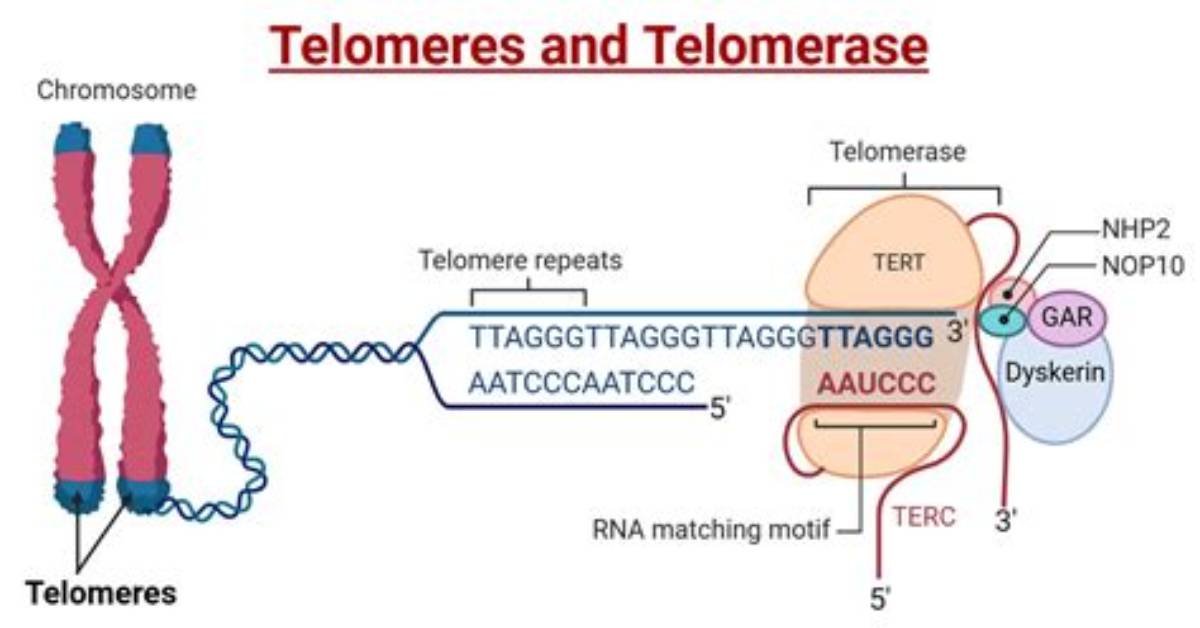 Which End Does Telomerase Extend?
