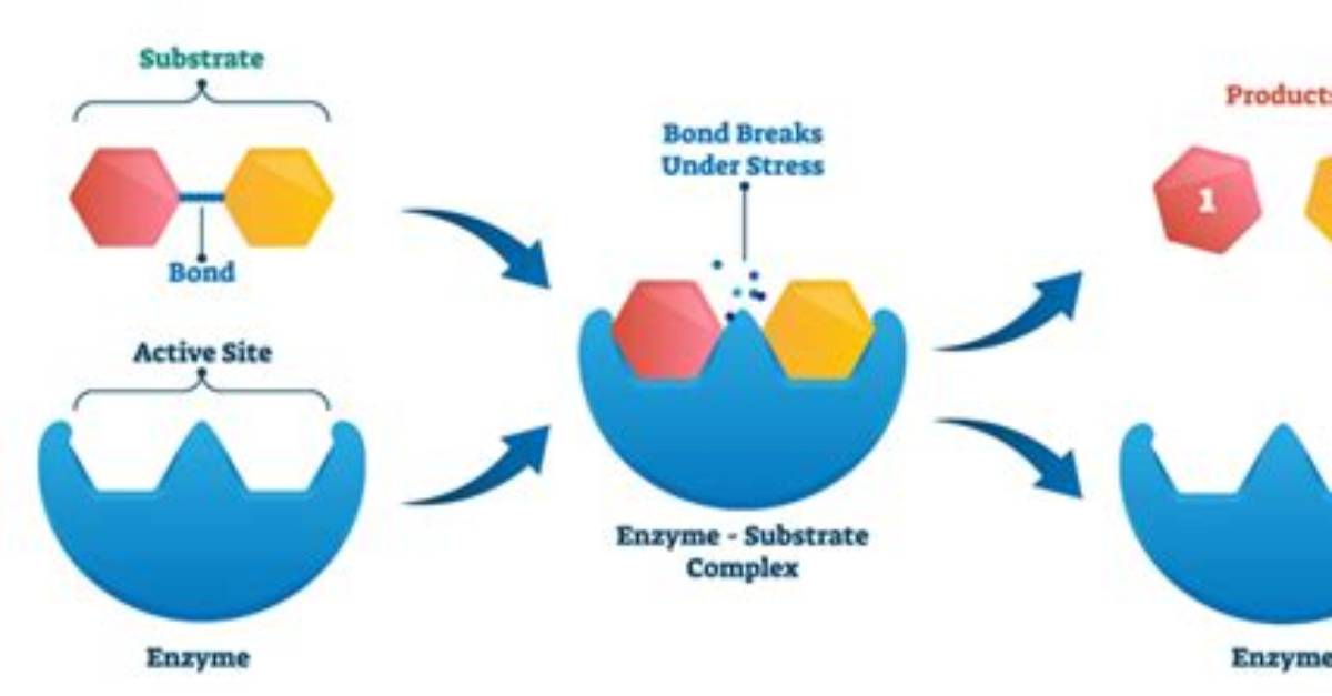 Which Enzyme Breaks Down Dna?