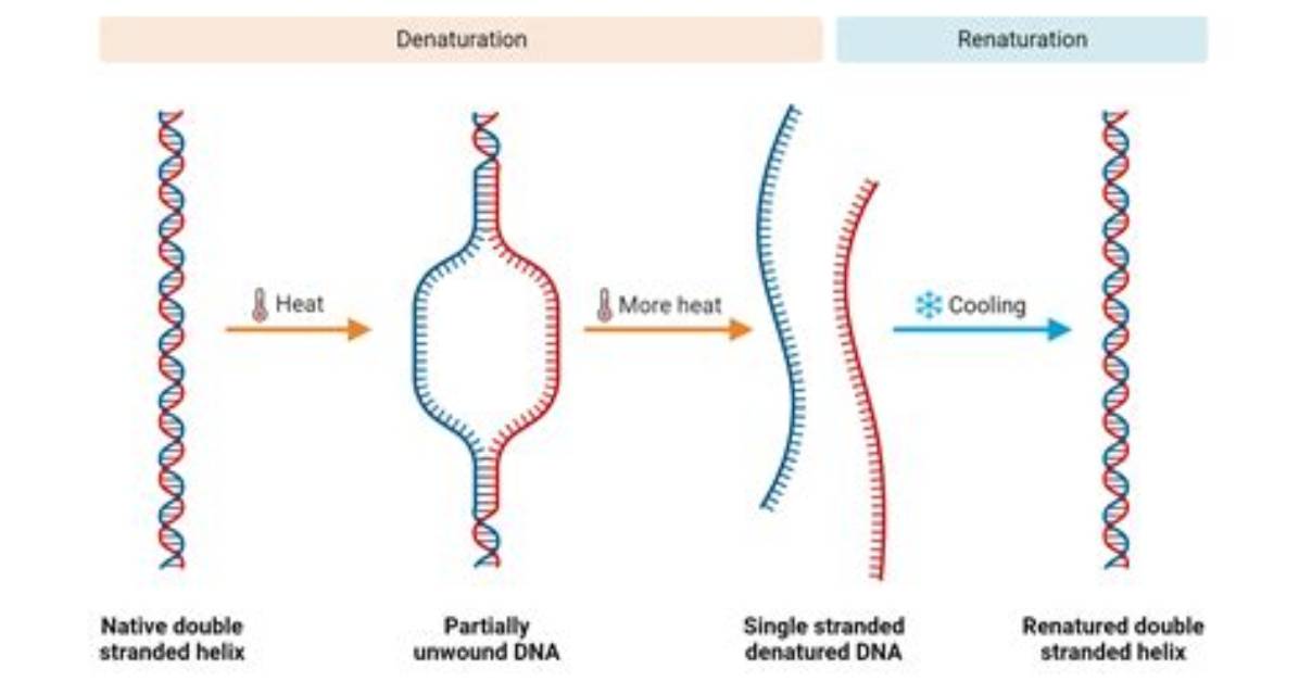 Which Enzyme Degrade Dna?
