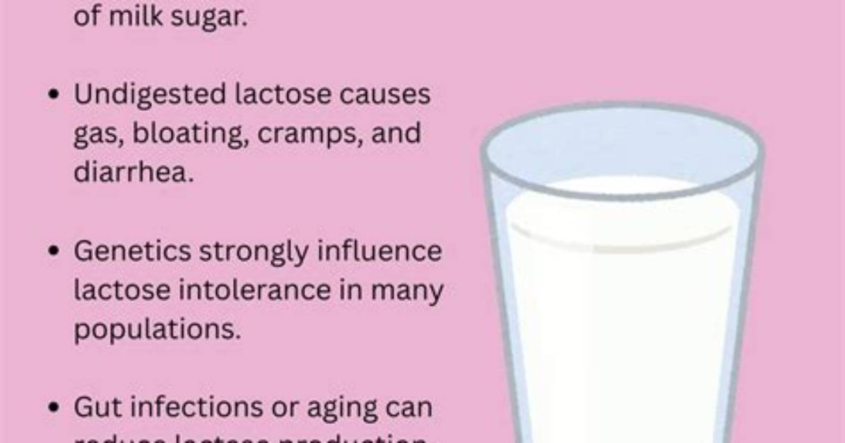 Which Enzyme Digest Milk?
