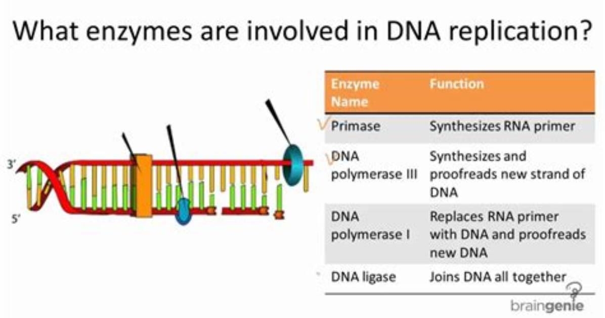 Which Enzyme Is Used in Dna Replication?