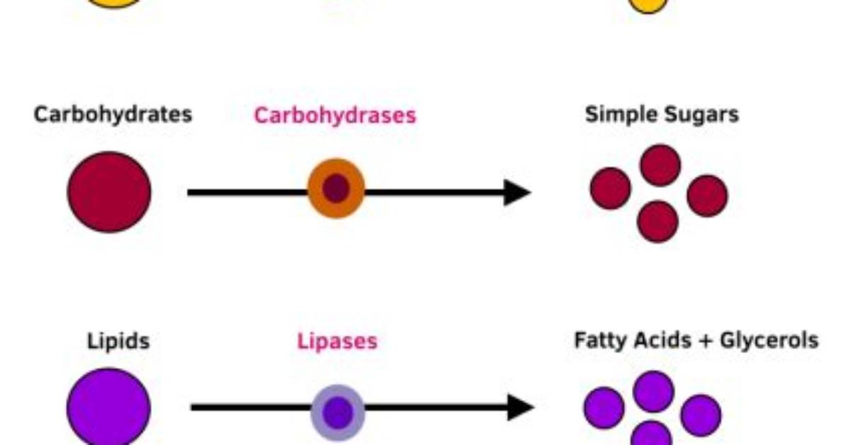 Which Enzymes Break Down Lipids?