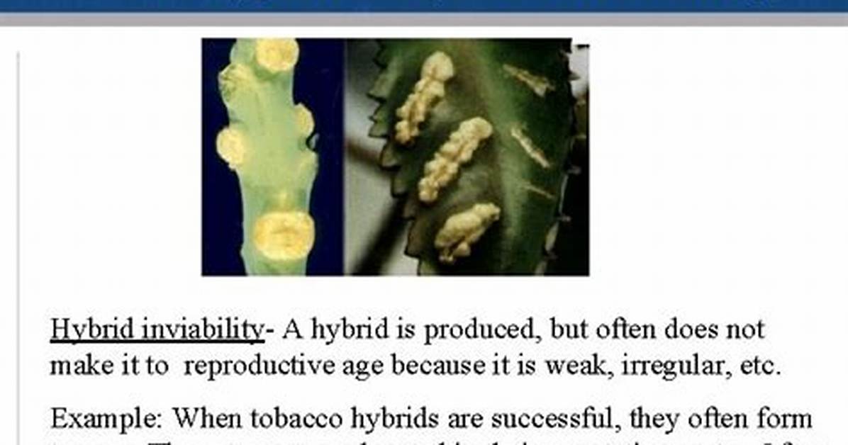 Which Example Describes Hybrid Inviability?