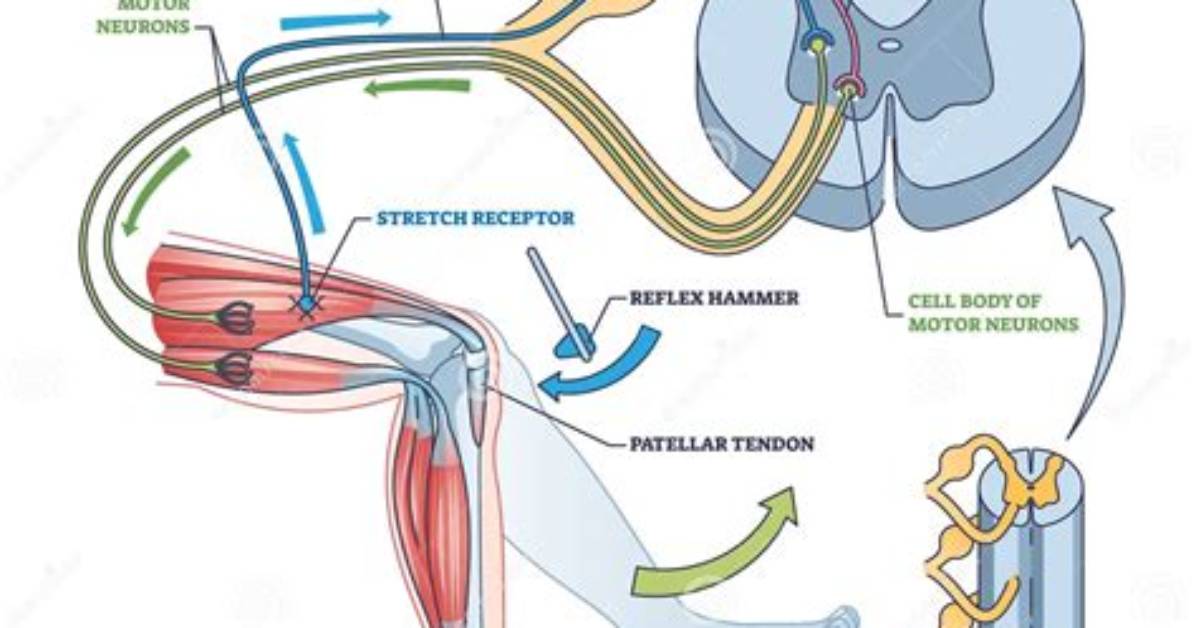 Which Explains Why the Reflex Reaction Is Important in Certain Situations