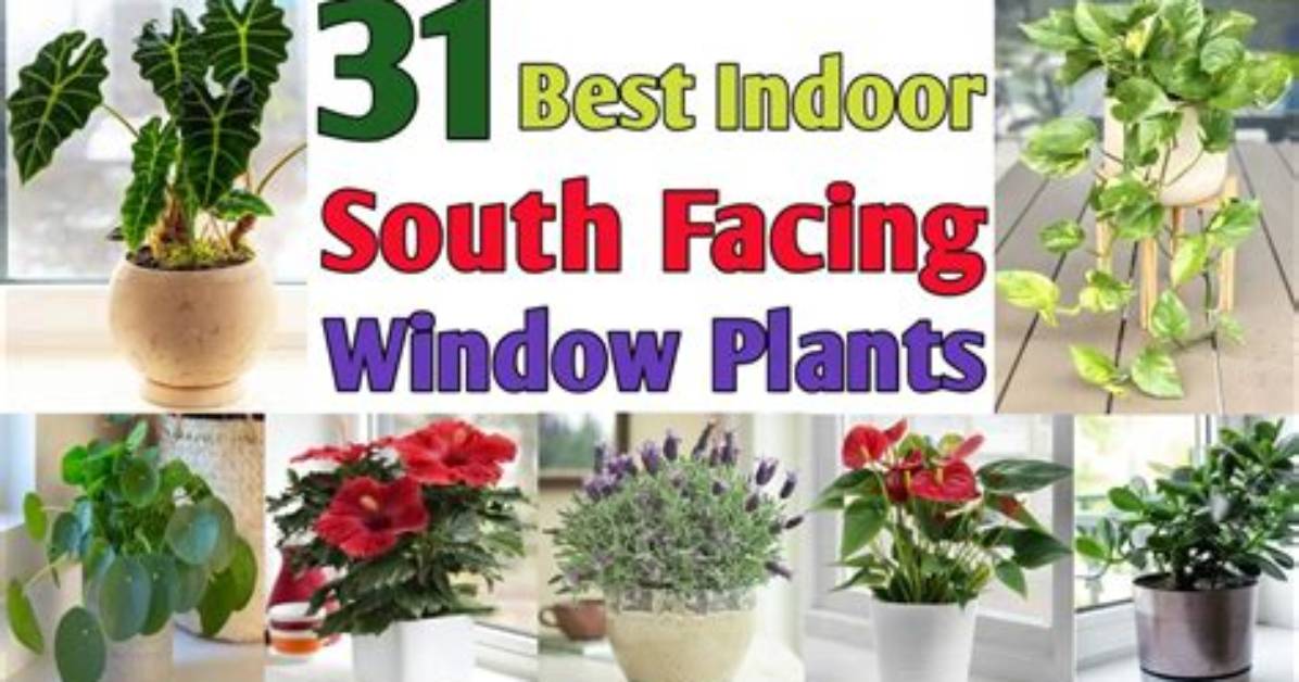 Which Facing Windows Are the Best
