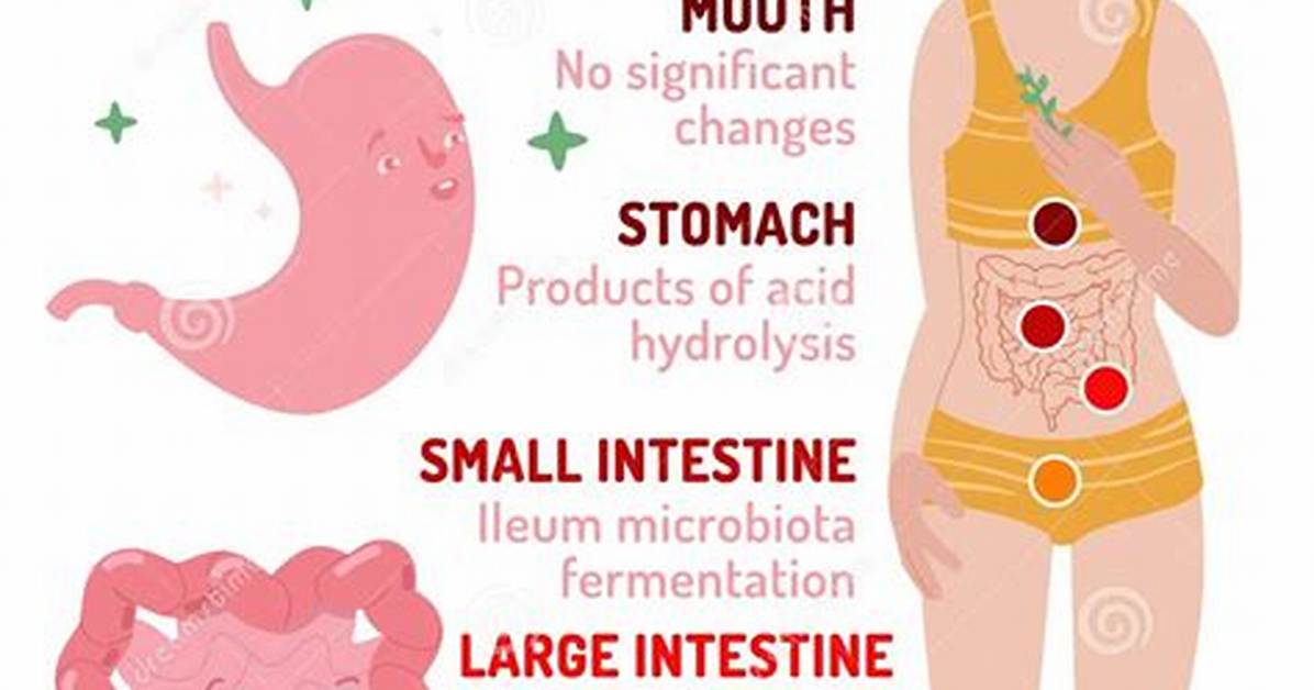 Which Fiber Slows Digestion?
