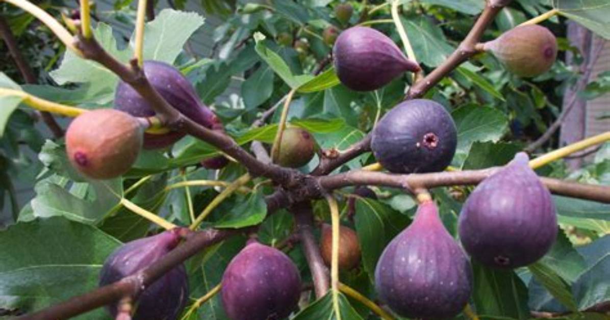 Which Fig Is Best