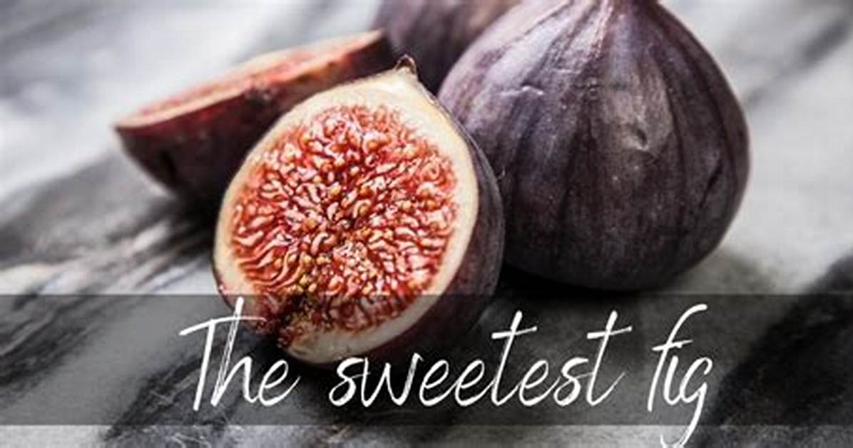 Which Fig Is Sweetest?