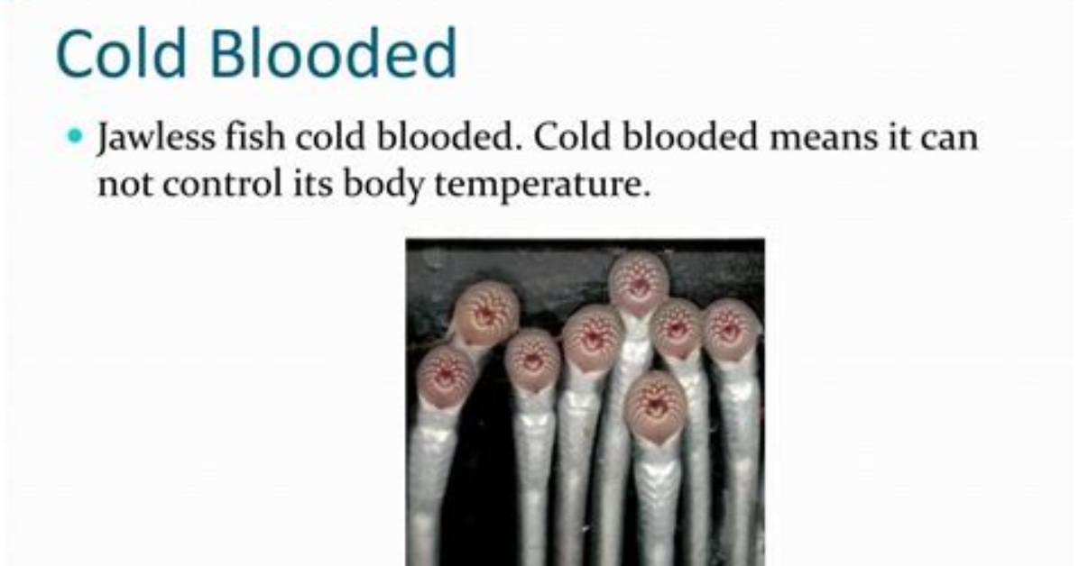 Which Fish Are Cold Blooded?