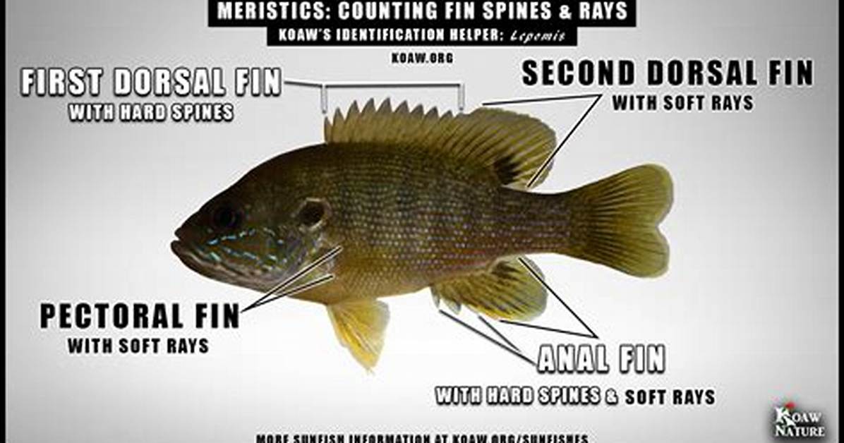 Which Fish Have Spines?