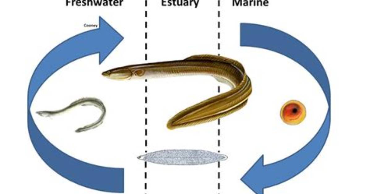 Which Fish Show Catadromous Migration?