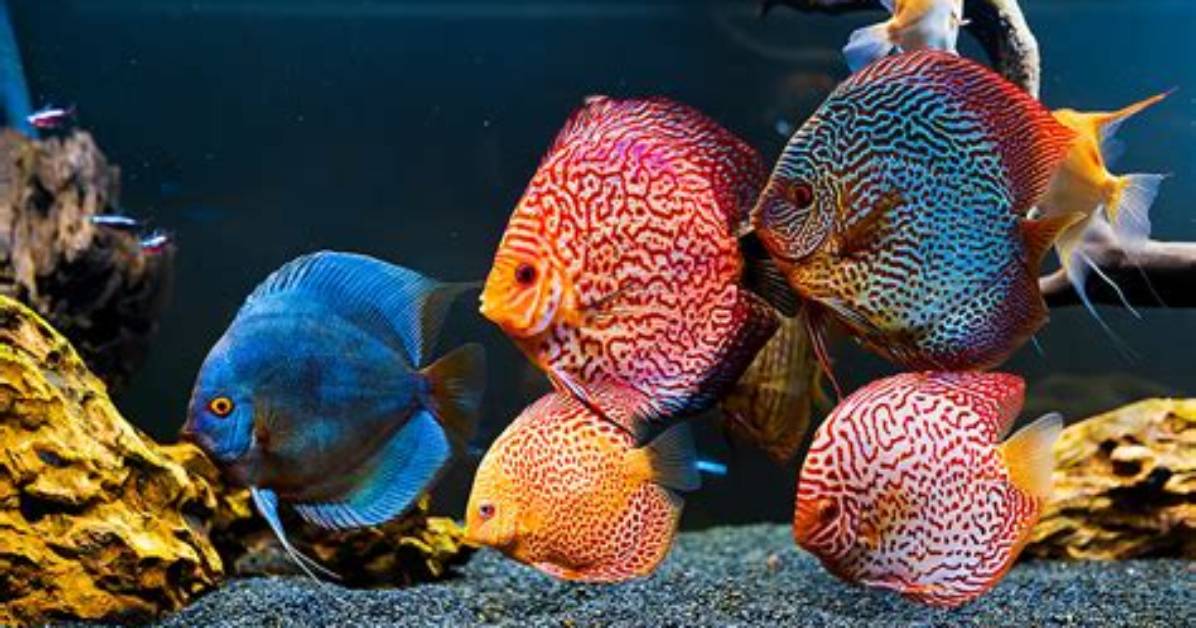 Which Fish to Keep with Discus?