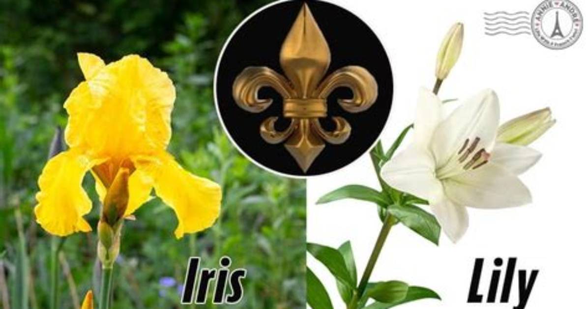 Which Flower Does the Fleur-De-Lis Symbol Represent?