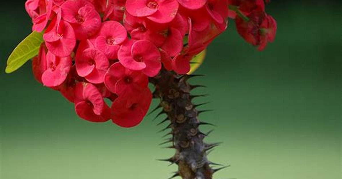 Which Flower Has Thorns