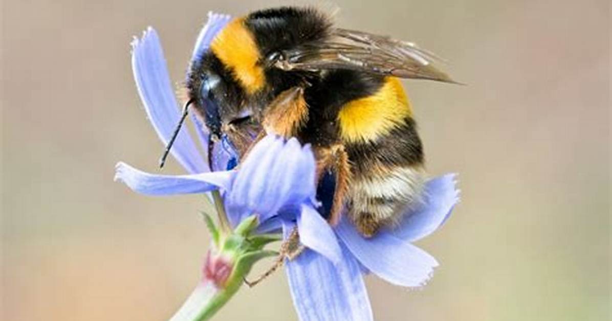 Which Flowers Do Bumblebees Like?