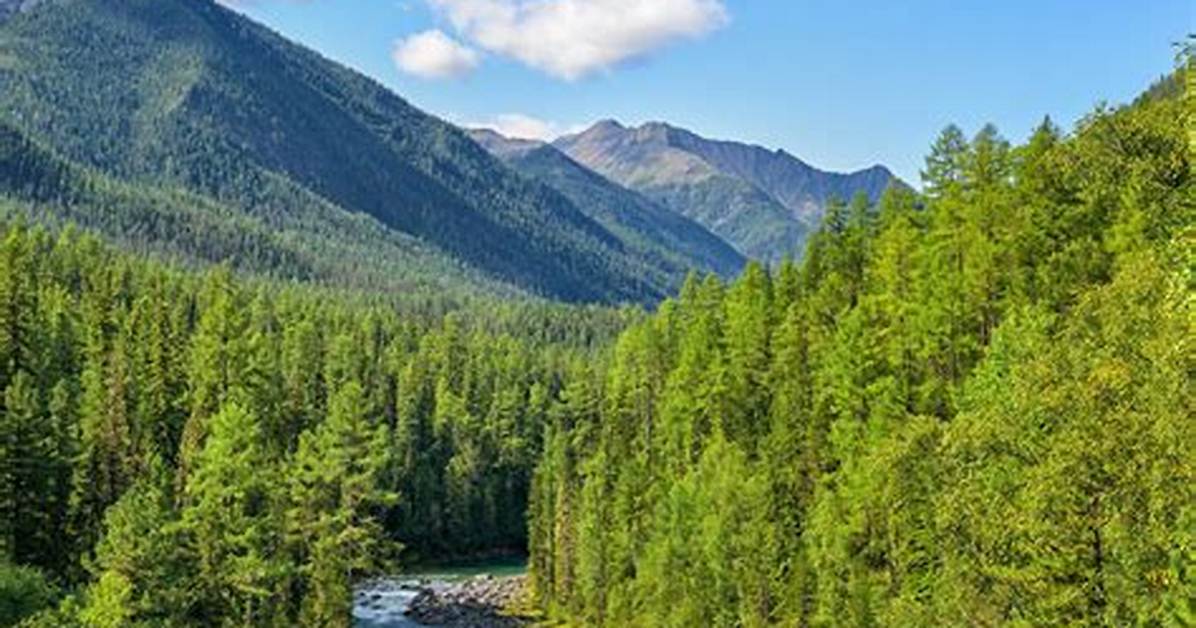 Which Forests Are Called Taiga?