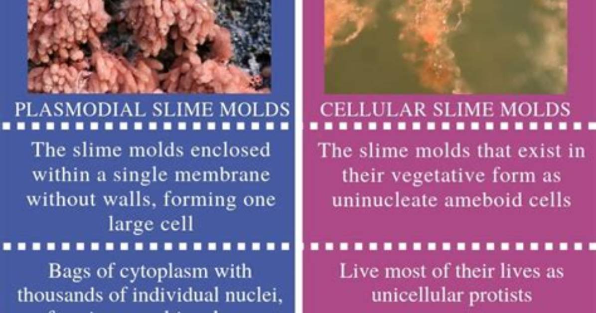 Which Forms a Pseudoplasmodium?