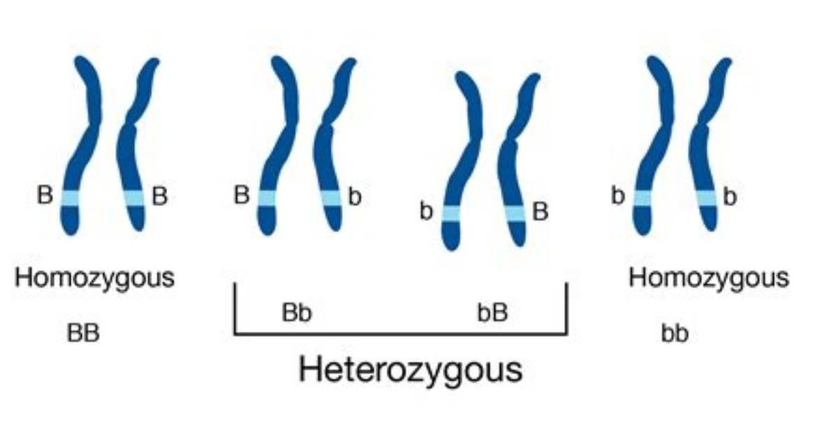 Which Genotype Is Heterozygous?