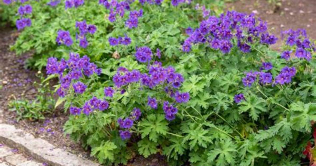Which Geranium Is Hardy