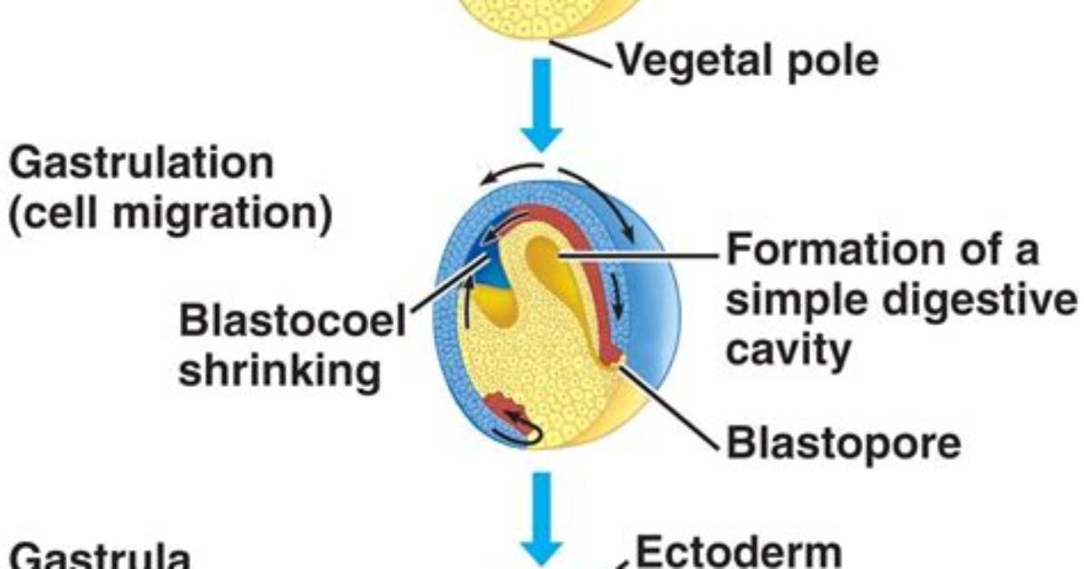 Which Germinal Layer Develops in Digestive System?