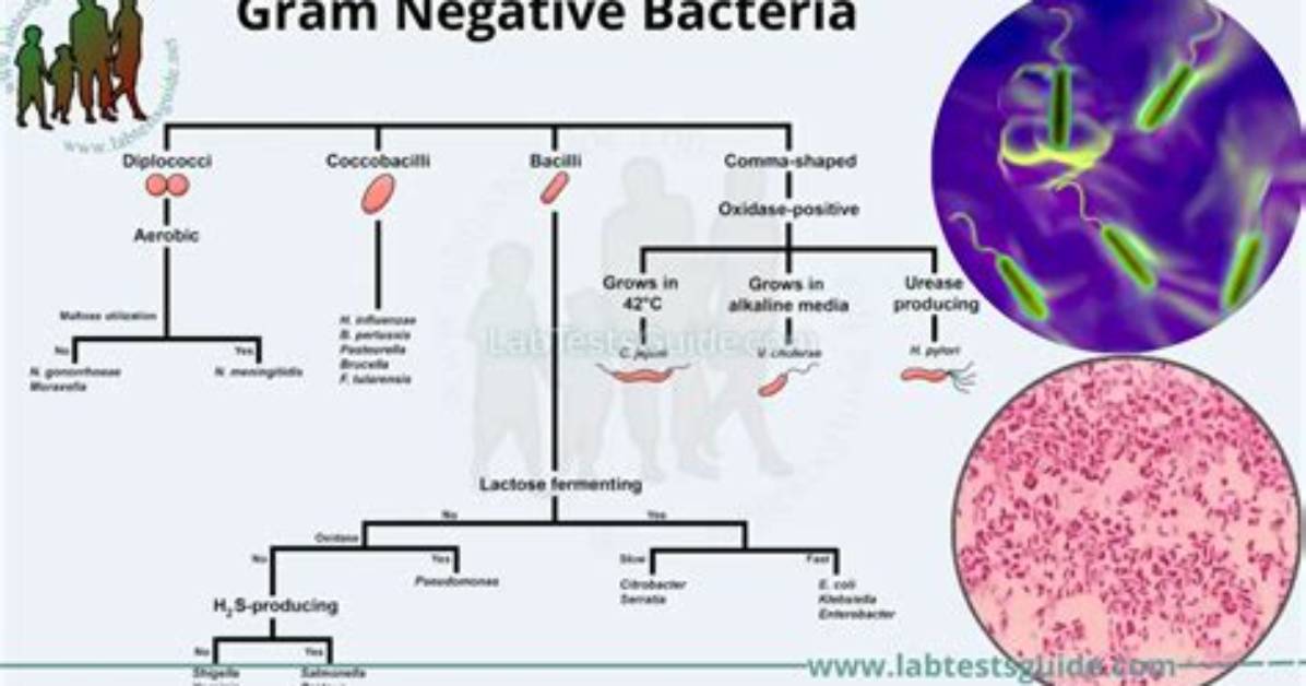 Which Gram Negative Bacilli Ferments Glucose?
