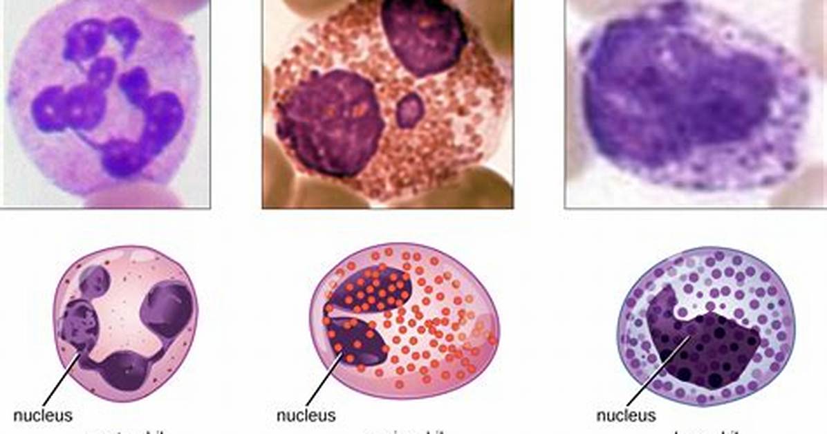 Which Granulocyte Has a Multilobed Nucleus?