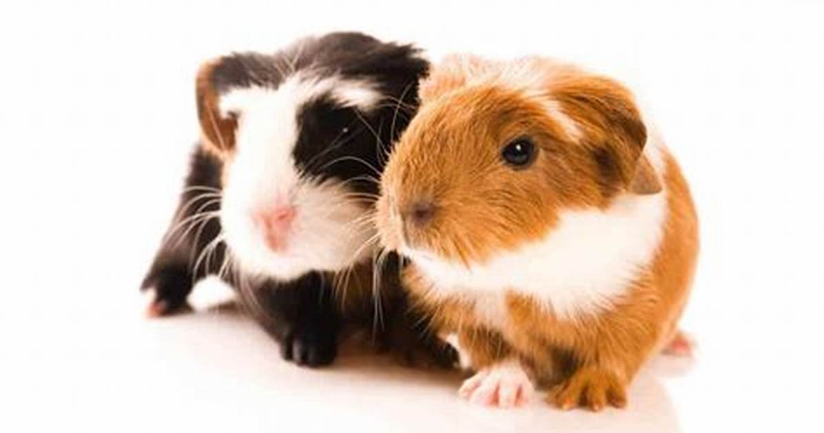 Which Guinea Pig Should I Get?