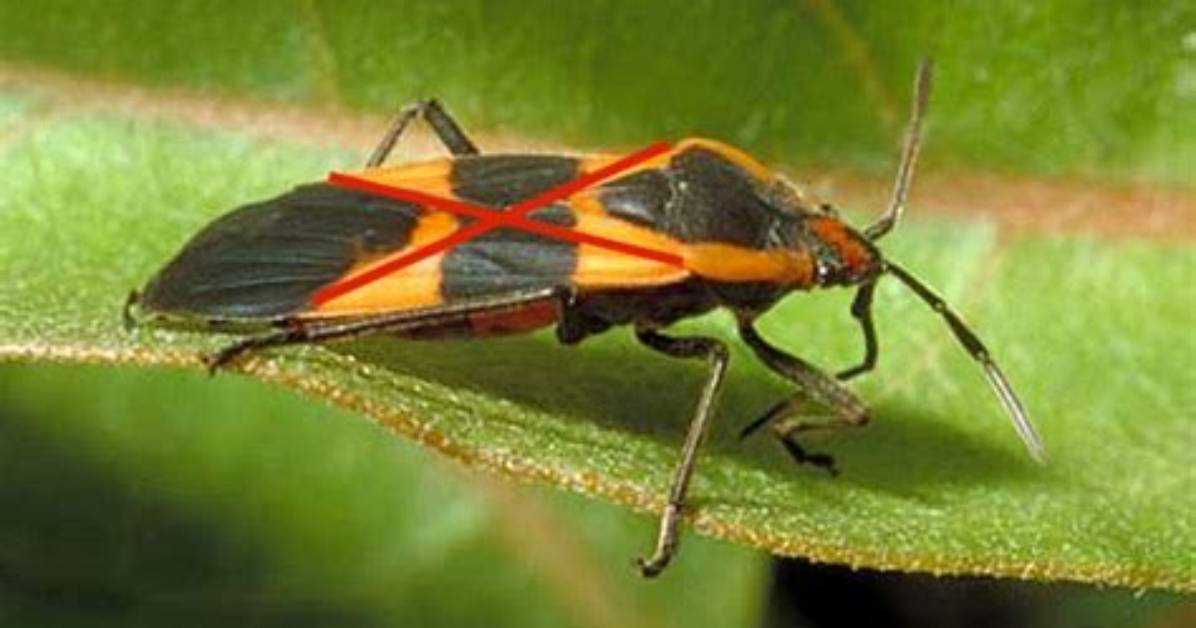 Which Hemiptera Suborder Has Hemelytra?