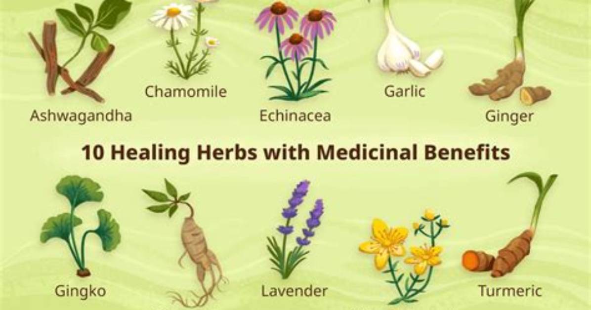 Which Herbs Are Medicinal?