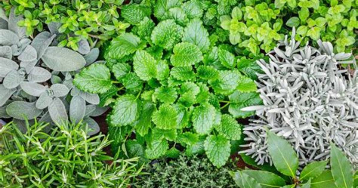 Which Herbs Are Winter Hardy?